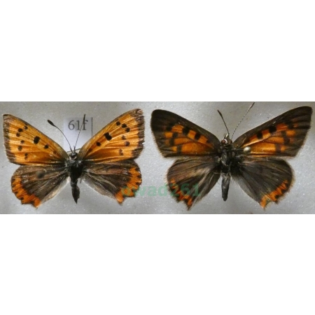 Lycaena phlaeas (Linnaeus, 1761) pair Czerwończyk żarek Czech61f